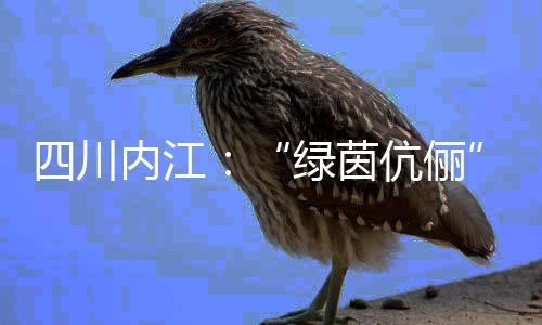 四川內江：“綠茵伉儷”扎根縣城 做“鏗鏘玫瑰”“筑夢人”