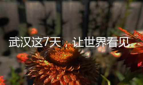 武漢這7天，讓世界看見“無畏金蘭”